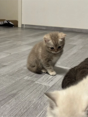 Liebevolle BKH Kitten suchen ein Zuhause