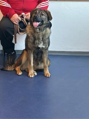 Hirtenhund, ca. 1 Jahr   sucht liebe Familie