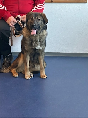 hirten mix rüde ca.10 monate alt 