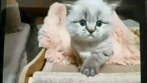 Baby Britisch Kurzhaar 