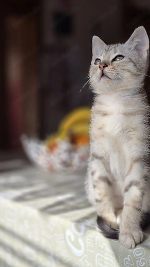 BKH Blondy 600  und Grauy 600     