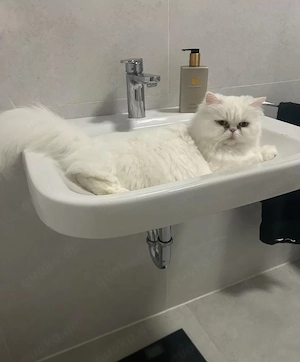 Perser Katze in liebevolle Hände abzugeben 