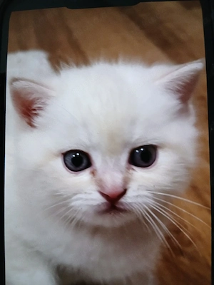 Baby Britisch Kurzhaar  Bild 3