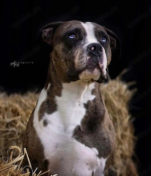 American Bully Deckrüde 