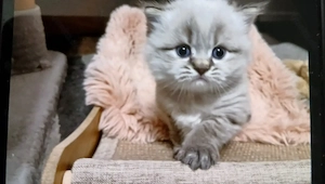 Baby Britisch Kurzhaar  Bild 5