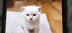 Baby Britisch Kurzhaar  Bild 4