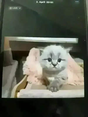 Baby Britisch Kurzhaar  Bild 2