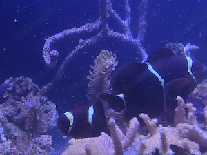 Anemonenfische  Bild 2