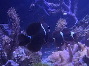 Anemonenfische  Bild 3