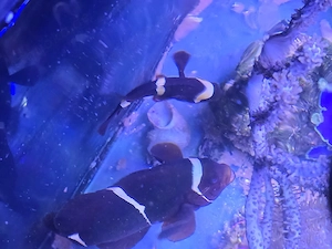 Anemonenfische  Bild 5