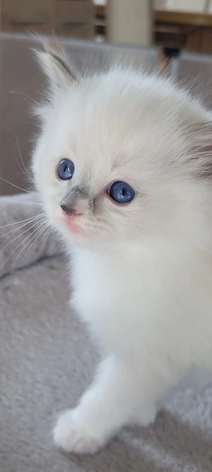 Ragdoll Kitten