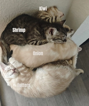 4 Bengal x Britisch Kurzhaar Kitten abzugeben