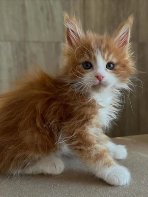 Bezaubernde Maine-Coon-Kätzchen! Männchen & Weibchen Bild 4