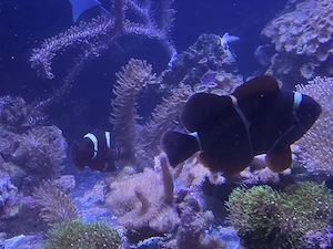 Anemonenfische  Bild 4