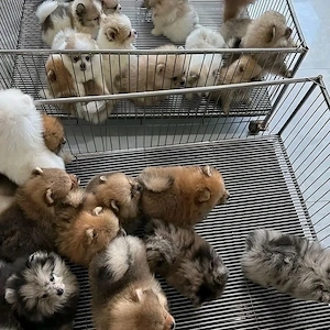 Teacup Pomeranian Welpe