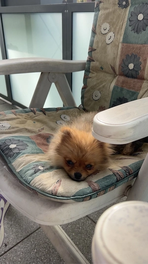 Zwergspitz 6 Monate alt zu Verkaufen