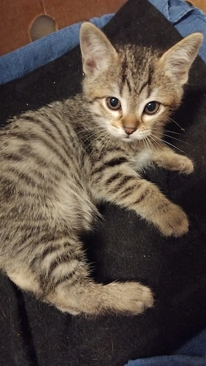 Sehr süße Kater sehr verspielt