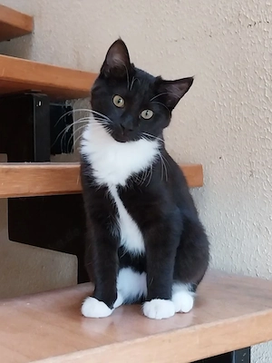 Junge Maine Coon Mischlingskatze Lucy