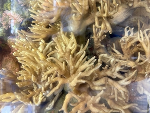 Ableger meiner Weichkoralle