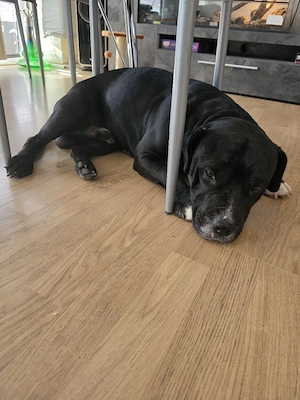 Englisch Bulldogge Mix 