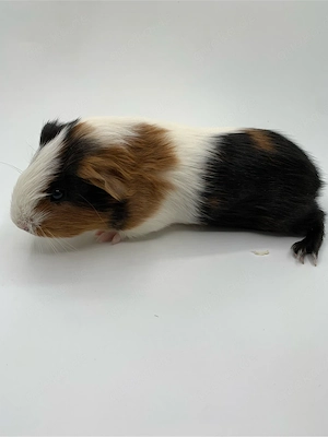 Meerschweinche. weiblich