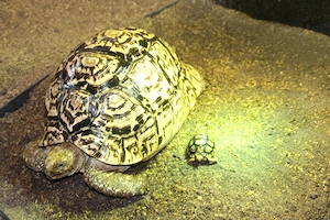 Pantherschildkröten  Jungtiere