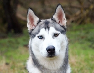 Husky Welpen gesucht 