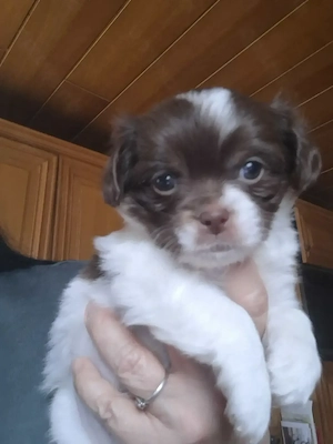 Niedliche Chihuahua Mix Welpen 