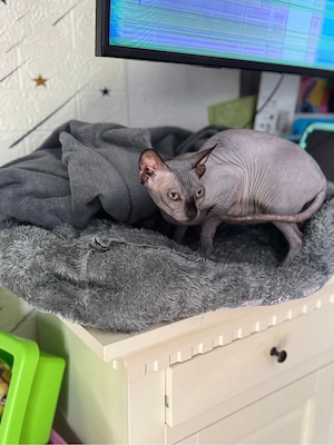 Liebevolle Sphynx-Katze sucht neues Zuhause   