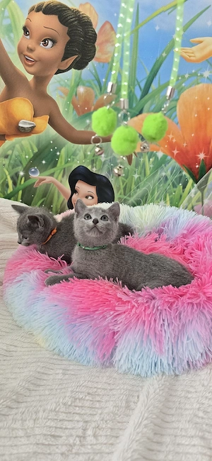 Russisch Blau Mädchen 