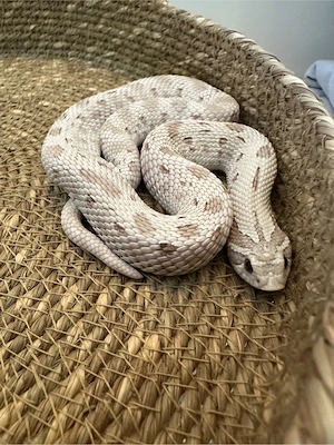 1.0 Toxic Conda Hakennasennatter Heterodon Nasicus