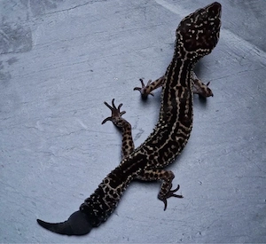 Leopardgecko Weibchen Mack Snow Black Night