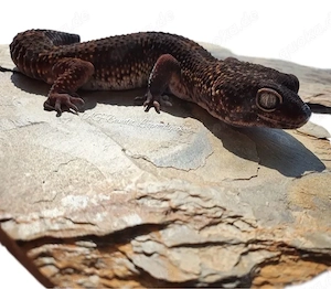 Leopardgecko Männchen pur Black Night