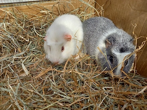 2 Meerschweinchen, Weibchen 