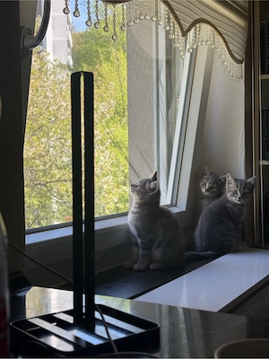 BKH Kitten (1 übrig) Bild 10