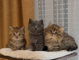 Wunderschöne BKH Kätzchen