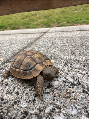 Griechische Landschildkröten 2024 Bild 4