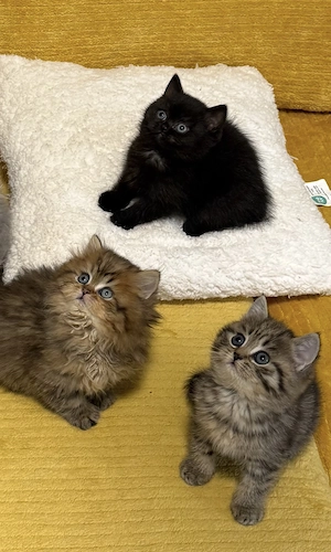 Wunderschöne BKH Kätzchen