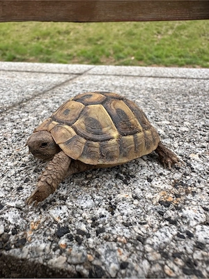 Griechische Landschildkröten 2024 Bild 3