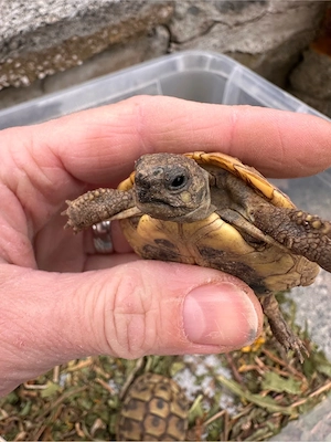Griechische Landschildkröten 2024 Bild 5