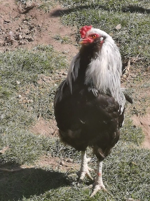 BRUTEIER Araucana Silberhalsig 