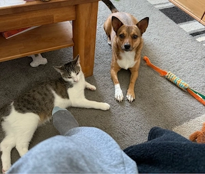 Fenja 3 Jahre sucht dringend ein neues Zuhause