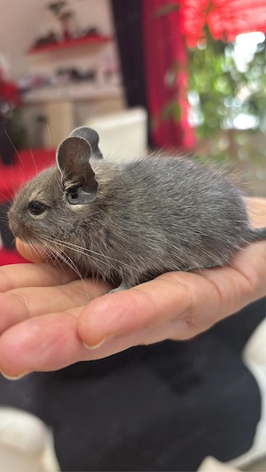 Degu Babys (männlich) abzugeben 