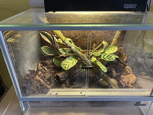 Weißknievogelspinne Acanthoscurria geniculata 1.0 mit Terrarium abzugeben 