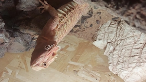 Bartagame  männlich 