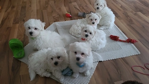 Zuckersüßer Malteser welpen 