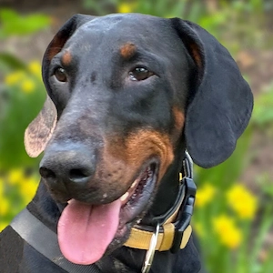 Tulio - 3 Jahre - Dobermann - Tierhilfe Franken e.V.