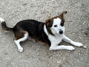 Puppy - freundliche und offene Familienhündin - Deutschlandweite Vermittlung!