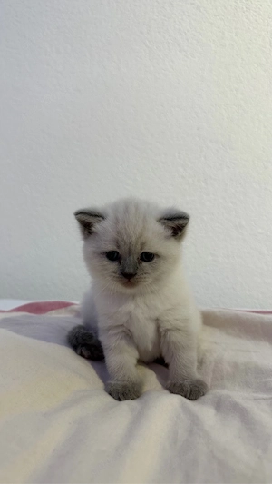 BKH kitten in blue point zu verkaufen (britisch kurzhaar kitten)