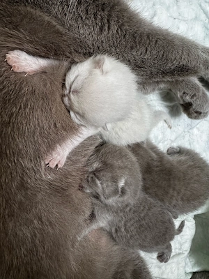 Wunderschöne unikfarber BKH kitten   